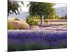 Lone Tree in Lavender Field-Terry Eggers-Mounted Photographic Print