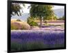 Lone Tree in Lavender Field-Terry Eggers-Framed Photographic Print