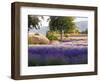 Lone Tree in Lavender Field-Terry Eggers-Framed Photographic Print