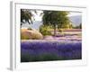 Lone Tree in Lavender Field-Terry Eggers-Framed Photographic Print