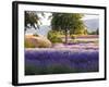 Lone Tree in Lavender Field-Terry Eggers-Framed Photographic Print