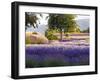 Lone Tree in Lavender Field-Terry Eggers-Framed Photographic Print