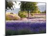 Lone Tree in Lavender Field-Terry Eggers-Mounted Photographic Print