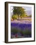 Lone Tree in Lavender Field-Terry Eggers-Framed Photographic Print