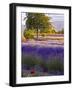 Lone Tree in Lavender Field-Terry Eggers-Framed Photographic Print