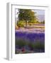 Lone Tree in Lavender Field-Terry Eggers-Framed Photographic Print