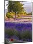 Lone Tree in Lavender Field-Terry Eggers-Mounted Photographic Print