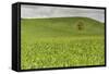 Lone Tree in Rolling Hills of Wheat-Terry Eggers-Framed Stretched Canvas