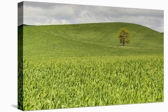 Lone Tree in Rolling Hills of Wheat-Terry Eggers-Stretched Canvas