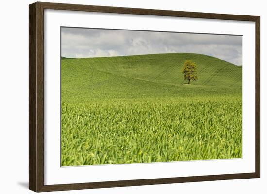 Lone Tree in Rolling Hills of Wheat-Terry Eggers-Framed Photographic Print