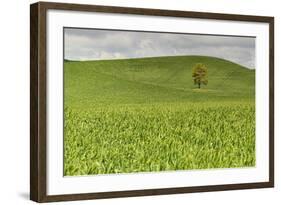 Lone Tree in Rolling Hills of Wheat-Terry Eggers-Framed Photographic Print