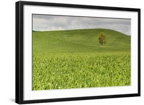 Lone Tree in Rolling Hills of Wheat-Terry Eggers-Framed Photographic Print