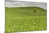 Lone Tree in Rolling Hills of Wheat-Terry Eggers-Mounted Photographic Print