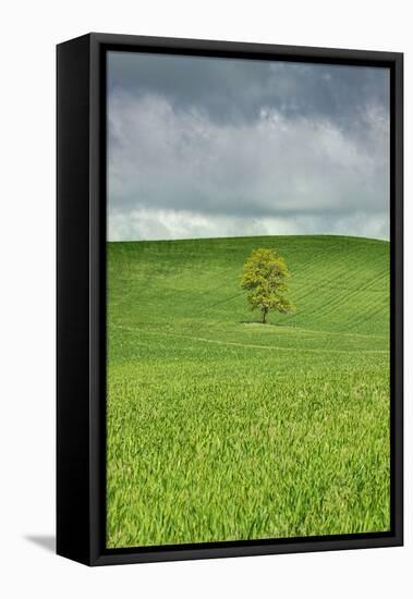 Lone Tree in Rolling Hills of Wheat-Terry Eggers-Framed Stretched Canvas