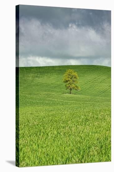 Lone Tree in Rolling Hills of Wheat-Terry Eggers-Stretched Canvas