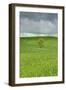 Lone Tree in Rolling Hills of Wheat-Terry Eggers-Framed Photographic Print