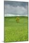 Lone Tree in Rolling Hills of Wheat-Terry Eggers-Mounted Photographic Print