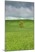 Lone Tree in Rolling Hills of Wheat-Terry Eggers-Mounted Photographic Print