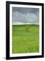 Lone Tree in Rolling Hills of Wheat-Terry Eggers-Framed Photographic Print