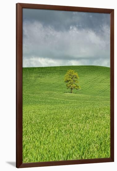Lone Tree in Rolling Hills of Wheat-Terry Eggers-Framed Photographic Print