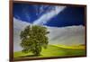 Lone Tree in Rolling Hills of Wheat-Terry Eggers-Framed Photographic Print