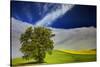 Lone Tree in Rolling Hills of Wheat-Terry Eggers-Stretched Canvas