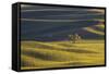 Lone Tree in Rolling Hills of Wheat-Terry Eggers-Framed Stretched Canvas