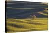 Lone Tree in Rolling Hills of Wheat-Terry Eggers-Stretched Canvas