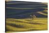 Lone Tree in Rolling Hills of Wheat-Terry Eggers-Stretched Canvas