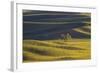 Lone Tree in Rolling Hills of Wheat-Terry Eggers-Framed Photographic Print