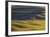 Lone Tree in Rolling Hills of Wheat-Terry Eggers-Framed Photographic Print