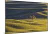 Lone Tree in Rolling Hills of Wheat-Terry Eggers-Mounted Photographic Print