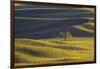 Lone Tree in Rolling Hills of Wheat-Terry Eggers-Framed Photographic Print