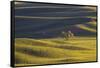 Lone Tree in Rolling Hills of Wheat-Terry Eggers-Framed Stretched Canvas