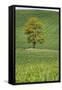 Lone Tree in Rolling Hills of Wheat-Terry Eggers-Framed Stretched Canvas