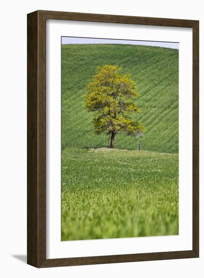 Lone Tree in Rolling Hills of Wheat-Terry Eggers-Framed Photographic Print