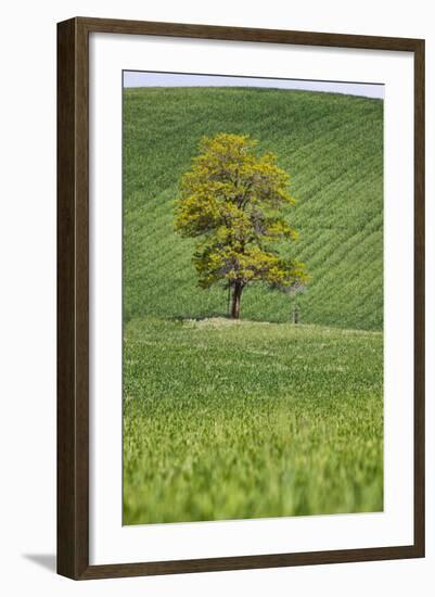 Lone Tree in Rolling Hills of Wheat-Terry Eggers-Framed Photographic Print