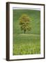 Lone Tree in Rolling Hills of Wheat-Terry Eggers-Framed Photographic Print