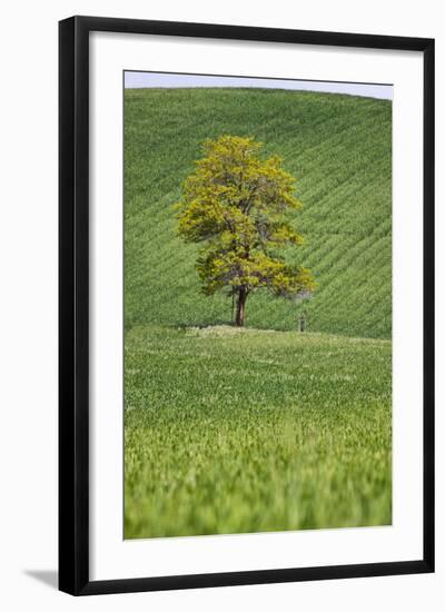 Lone Tree in Rolling Hills of Wheat-Terry Eggers-Framed Photographic Print