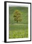 Lone Tree in Rolling Hills of Wheat-Terry Eggers-Framed Photographic Print