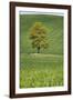 Lone Tree in Rolling Hills of Wheat-Terry Eggers-Framed Photographic Print