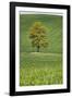 Lone Tree in Rolling Hills of Wheat-Terry Eggers-Framed Photographic Print