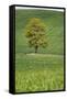 Lone Tree in Rolling Hills of Wheat-Terry Eggers-Framed Stretched Canvas