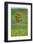 Lone Tree in Rolling Hills of Wheat-Terry Eggers-Framed Photographic Print