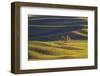 Lone Tree in Rolling Hills of Wheat-Terry Eggers-Framed Photographic Print