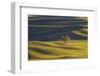 Lone Tree in Rolling Hills of Wheat-Terry Eggers-Framed Photographic Print