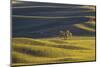 Lone Tree in Rolling Hills of Wheat-Terry Eggers-Mounted Photographic Print