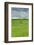 Lone Tree in Rolling Hills of Wheat-Terry Eggers-Framed Photographic Print