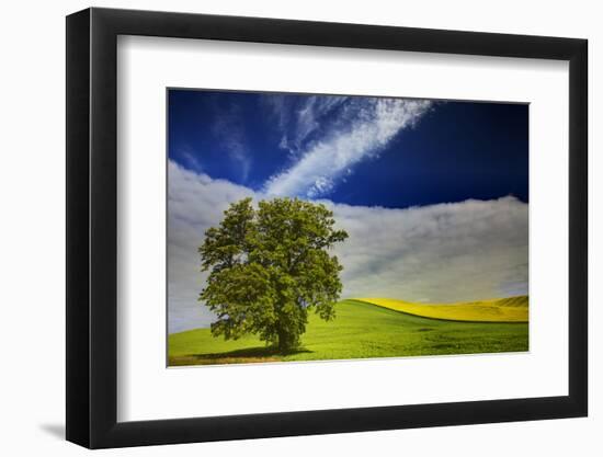 Lone Tree in Rolling Hills of Wheat-Terry Eggers-Framed Photographic Print