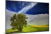 Lone Tree in Rolling Hills of Wheat-Terry Eggers-Mounted Photographic Print